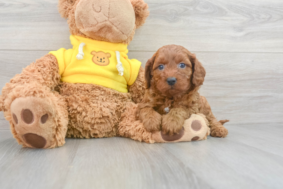 Cavapoo Puppy for Adoption