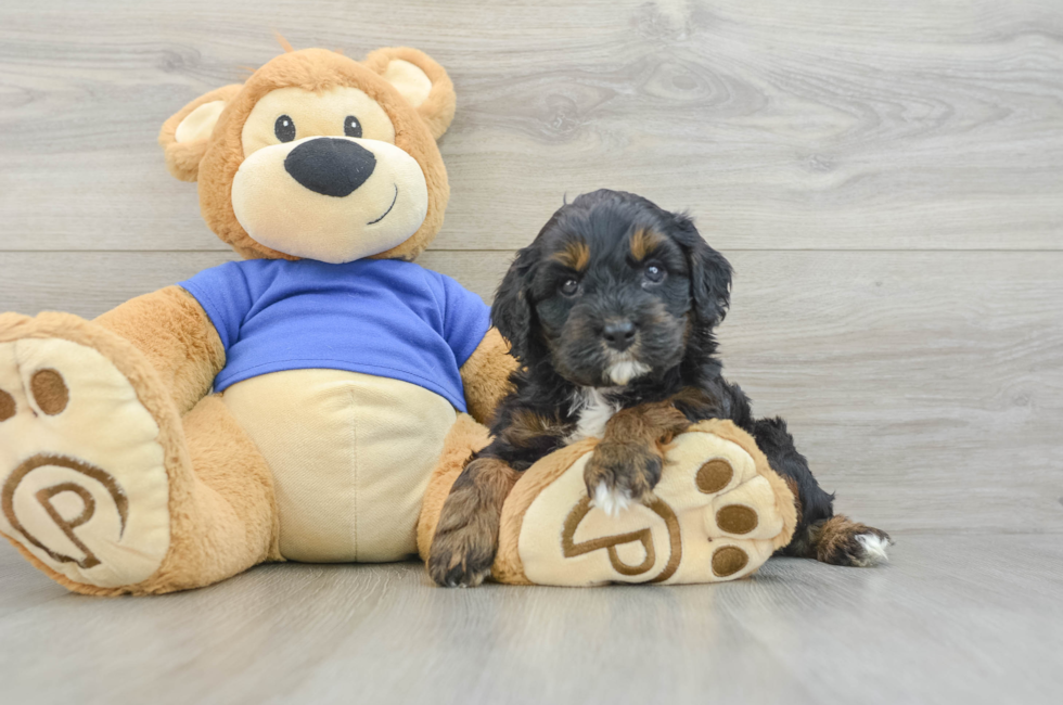 5 week old Cavapoo Puppy For Sale - Premier Pups