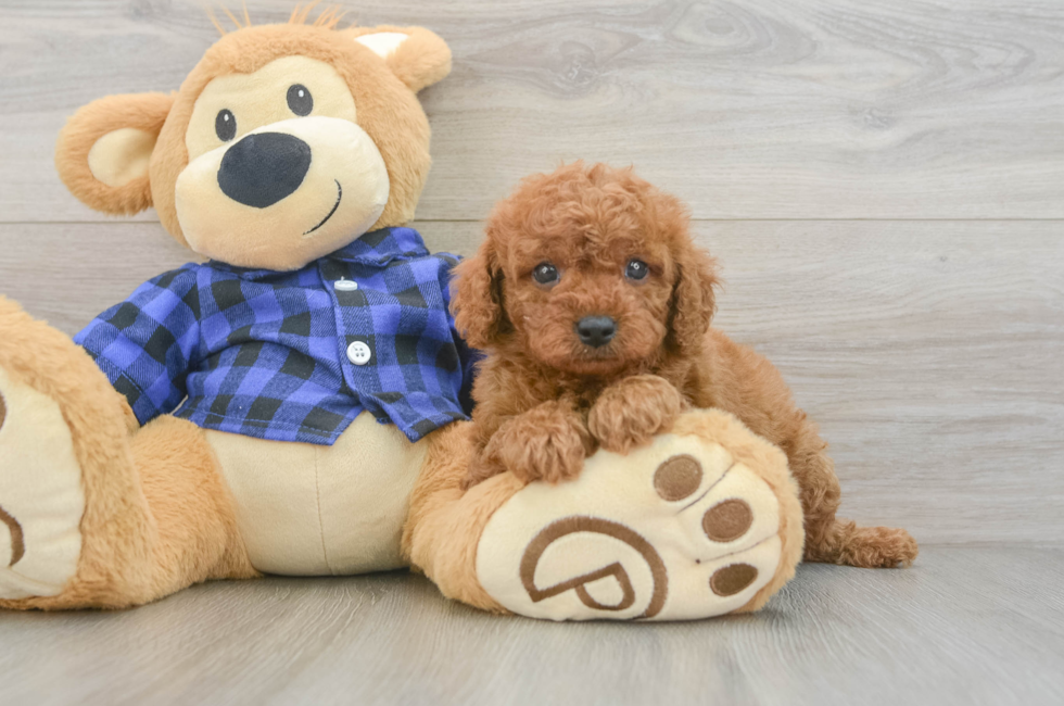 6 week old Cavapoo Puppy For Sale - Premier Pups