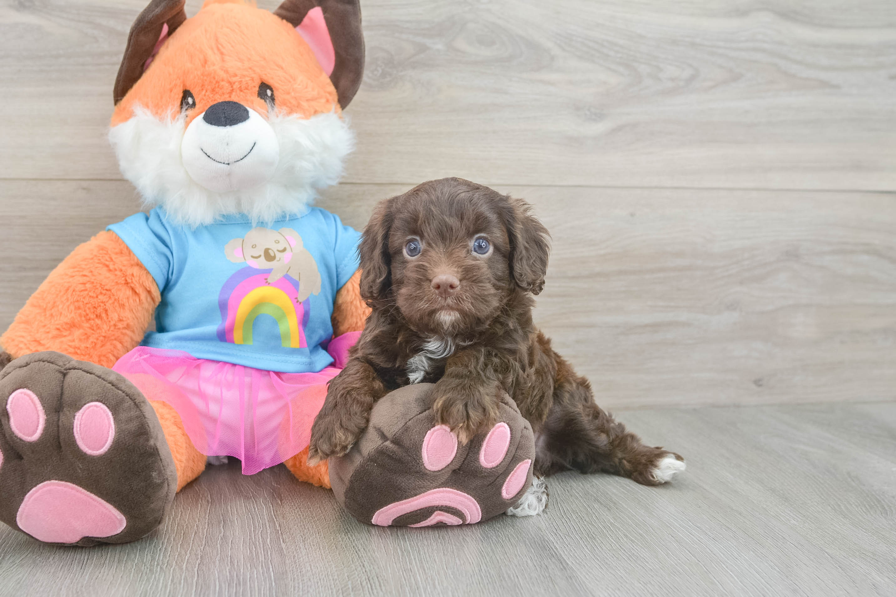 Small Cavapoo Baby