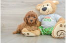 Best Cavapoo Baby