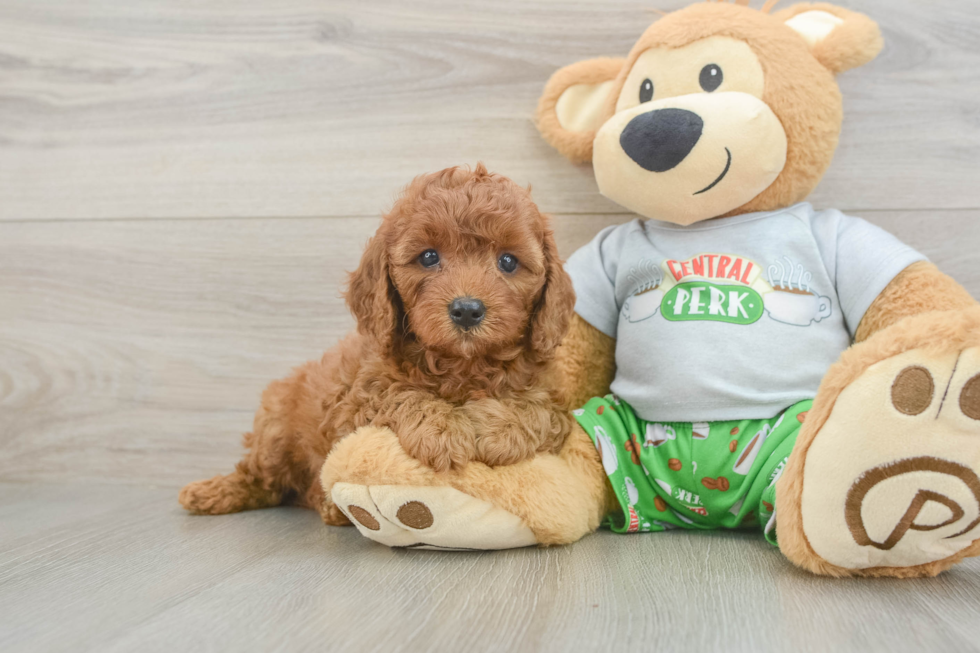 Best Cavapoo Baby