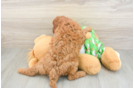Cavapoo Pup Being Cute