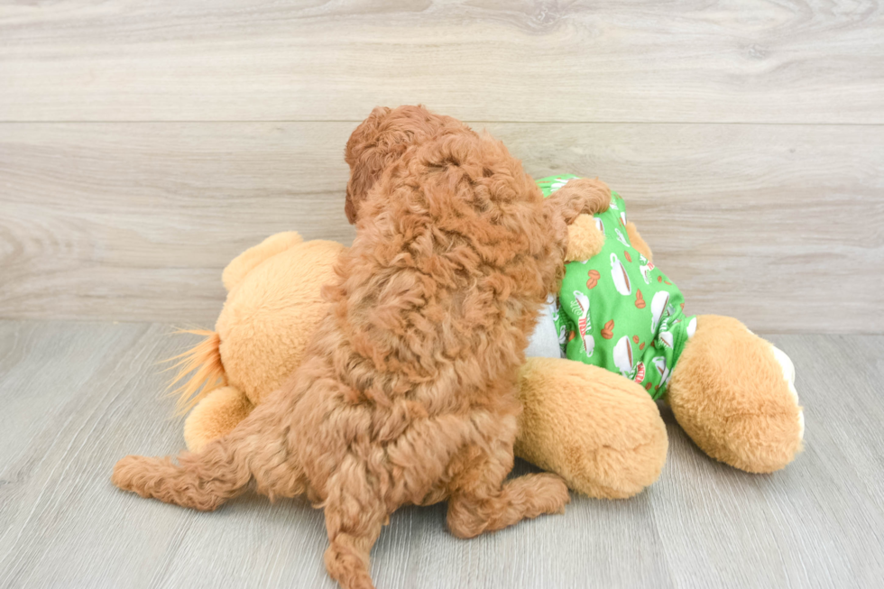 Cavapoo Pup Being Cute