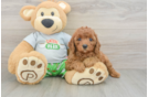 Cavapoo Pup Being Cute