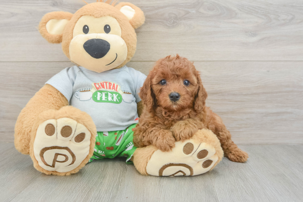 Cavapoo Pup Being Cute