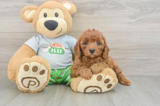Cavapoo Pup Being Cute