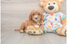 Cavapoo Puppy for Adoption
