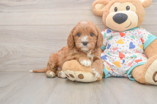 Cavapoo Puppy for Adoption