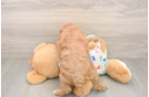 Petite Cavapoo Poodle Mix Pup