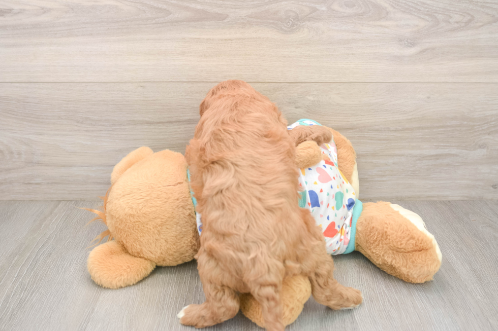 Petite Cavapoo Poodle Mix Pup