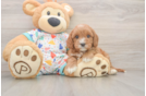 Cavapoo Pup Being Cute
