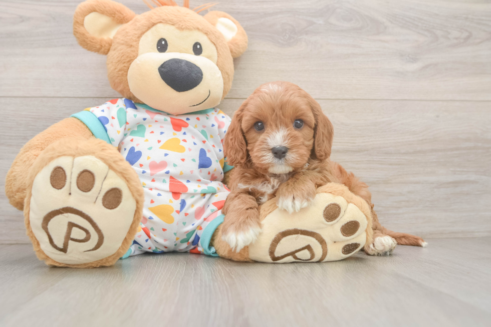 Cavapoo Pup Being Cute