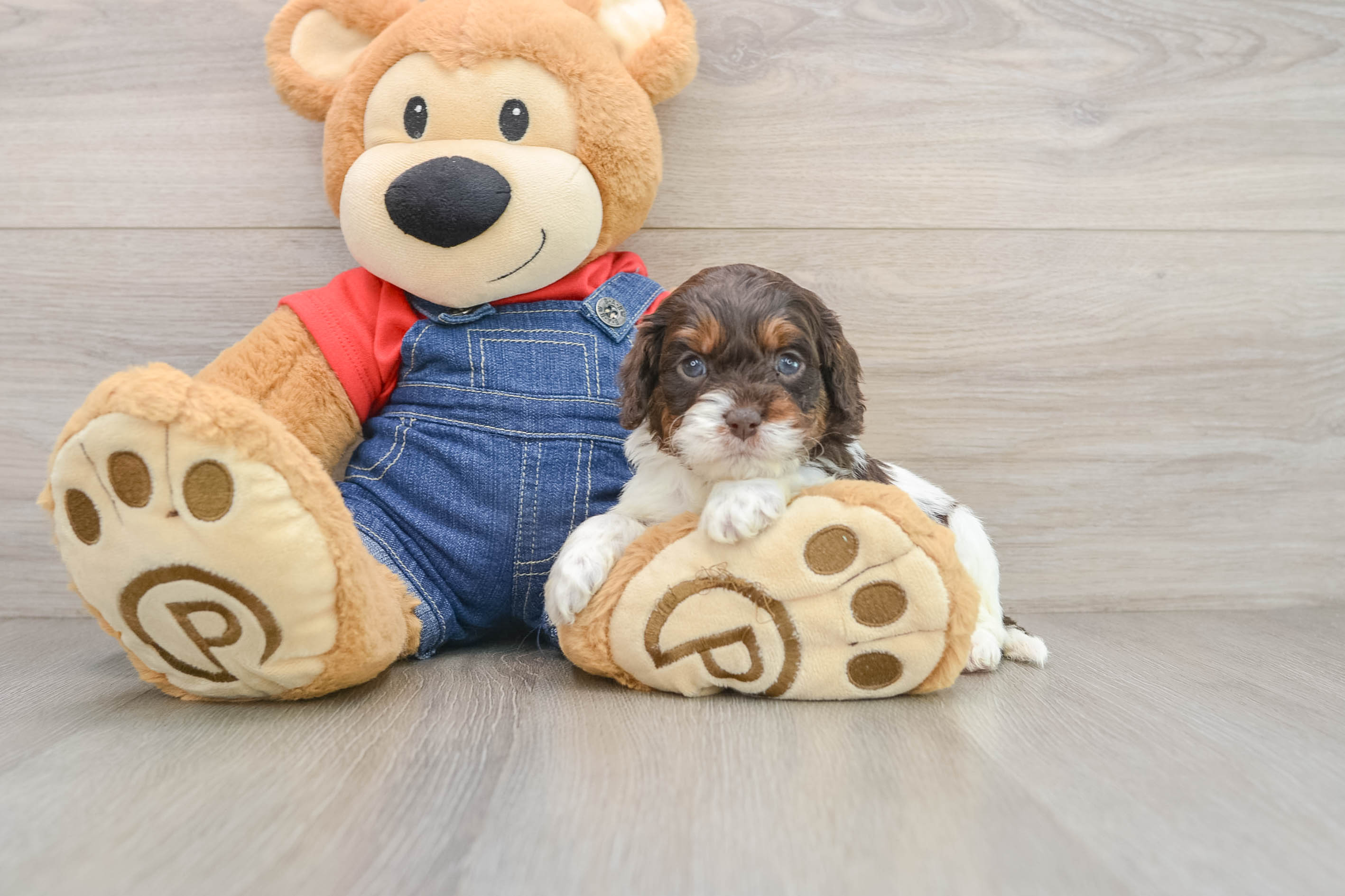 Best Cavapoo Baby