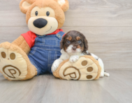 8 week old Cavapoo Puppy For Sale - Premier Pups