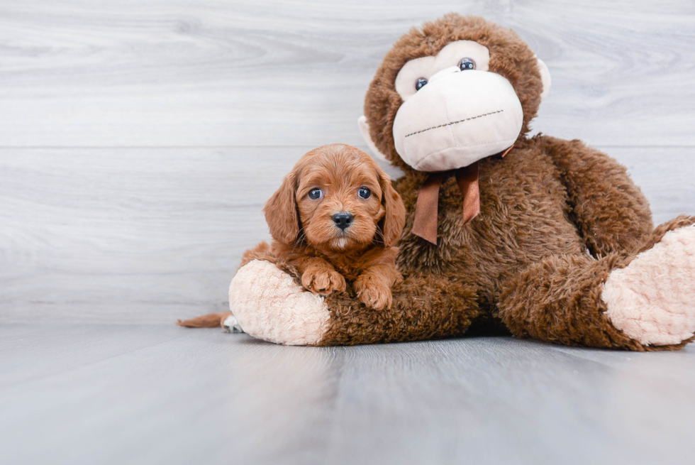 Cavapoo Puppy for Adoption