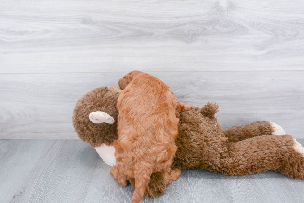 Cavapoo Pup Being Cute