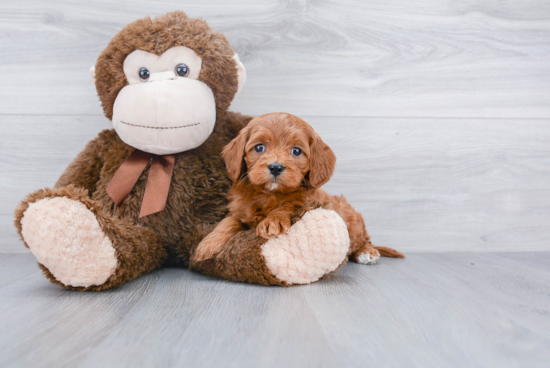 Fluffy Cavapoo Poodle Mix Pup