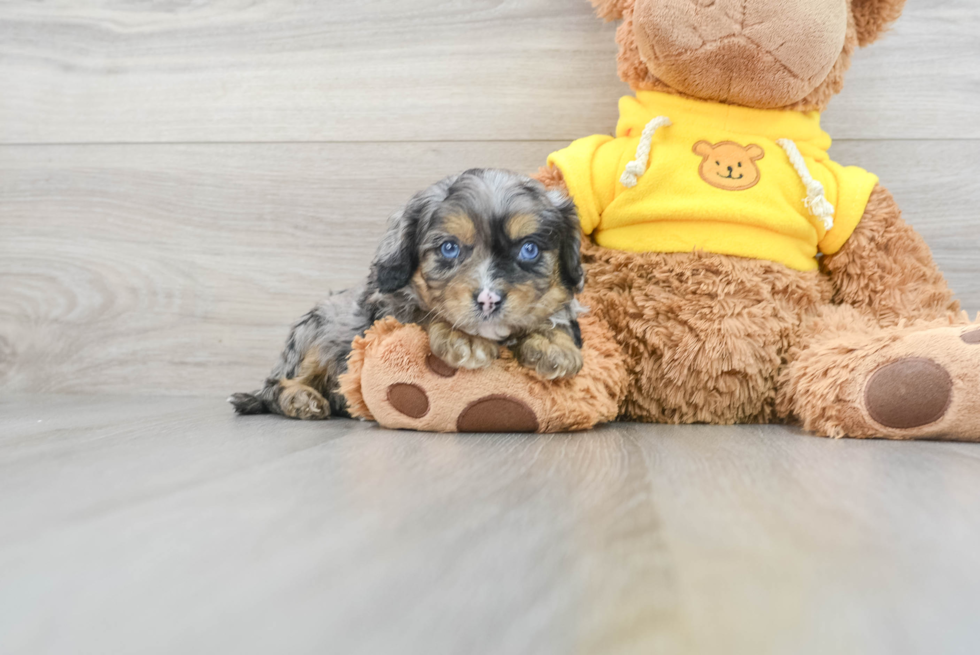 Hypoallergenic Cavoodle Poodle Mix Puppy