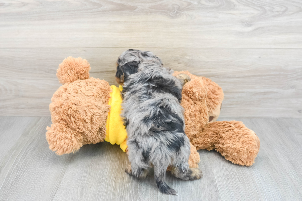 Energetic Cavoodle Poodle Mix Puppy