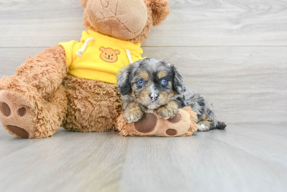 Sweet Cavapoo Baby