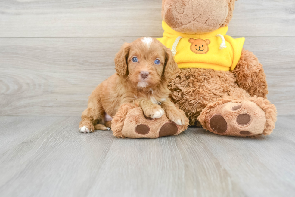 Fluffy Cavapoo Poodle Mix Pup