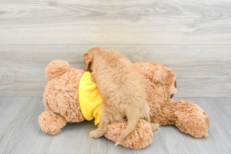 Energetic Cavoodle Poodle Mix Puppy