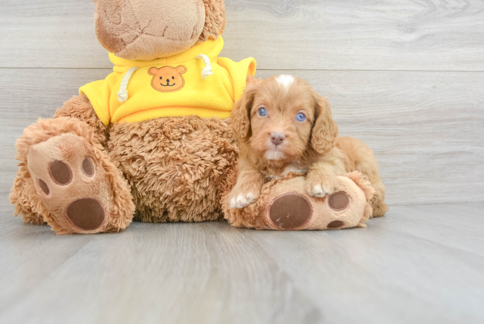 Best Cavapoo Baby