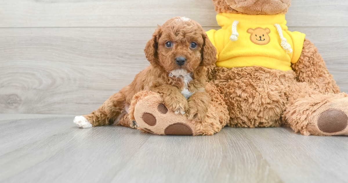 Sweet Cavapoo Tyson: 4lb 8oz Doodle Puppy