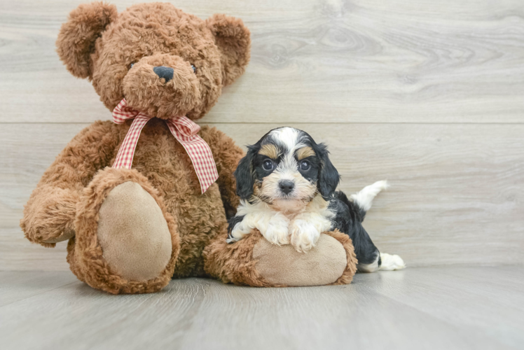 Best Cavapoo Baby