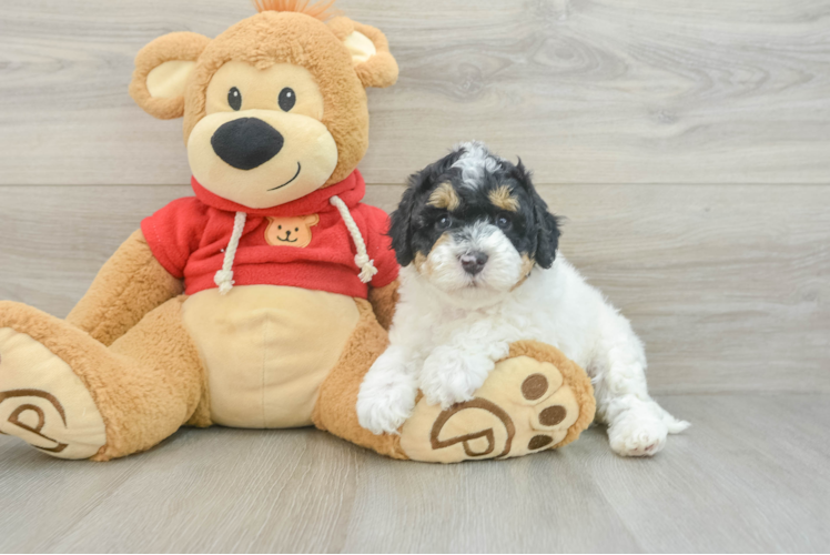 Cavapoo Pup Being Cute