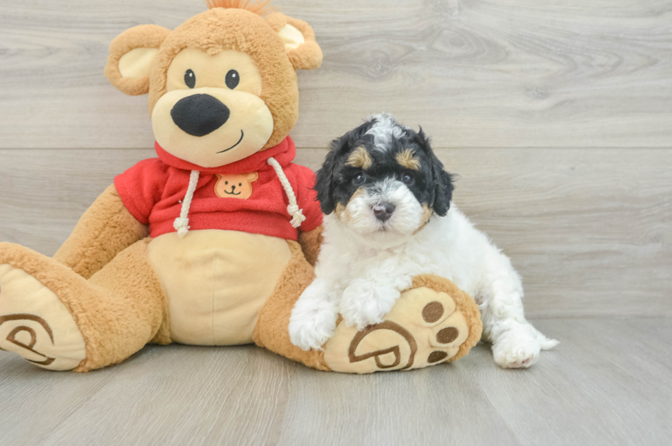 6 week old Cavapoo Puppy For Sale - Premier Pups