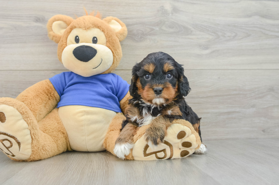 5 week old Cavapoo Puppy For Sale - Premier Pups