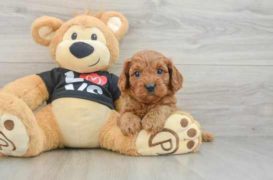 Cavapoo Puppy for Adoption
