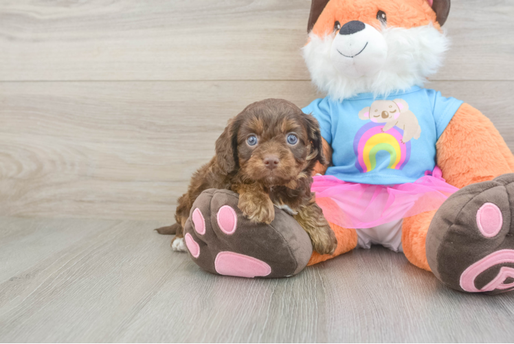 Smart Cavapoo Poodle Mix Pup