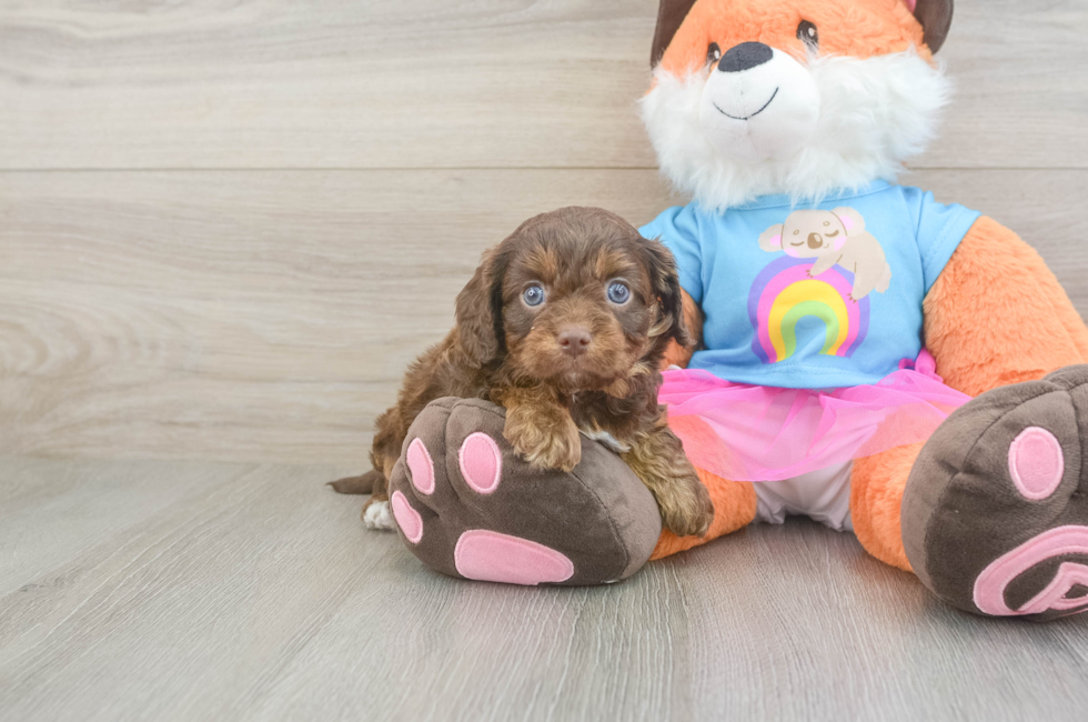 5 week old Cavapoo Puppy For Sale - Premier Pups