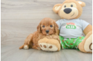 Friendly Cavapoo Baby