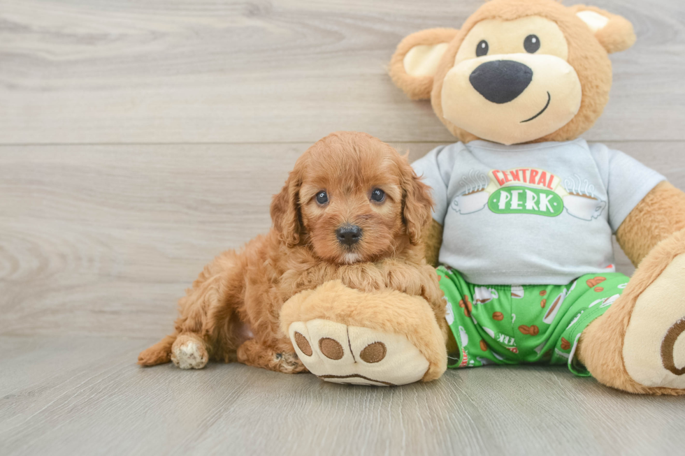 Friendly Cavapoo Baby