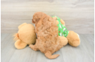 Best Cavapoo Baby
