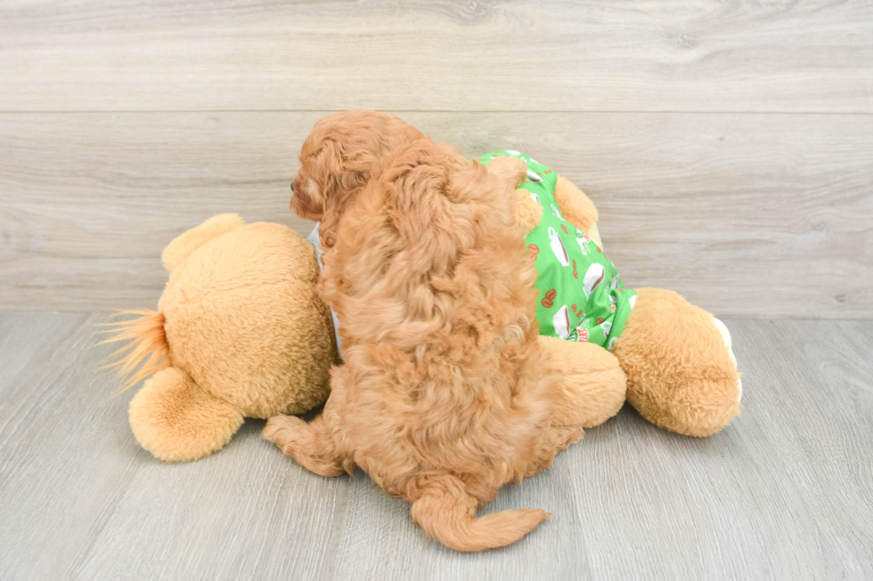 Best Cavapoo Baby