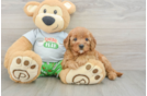 Popular Cavapoo Poodle Mix Pup