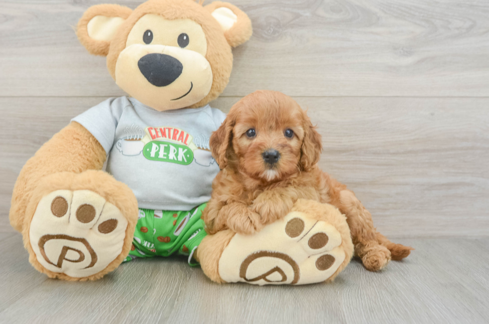 5 week old Cavapoo Puppy For Sale - Premier Pups