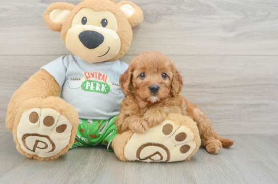Popular Cavapoo Poodle Mix Pup