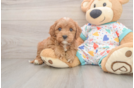 Playful Cavapoodle Poodle Mix Puppy