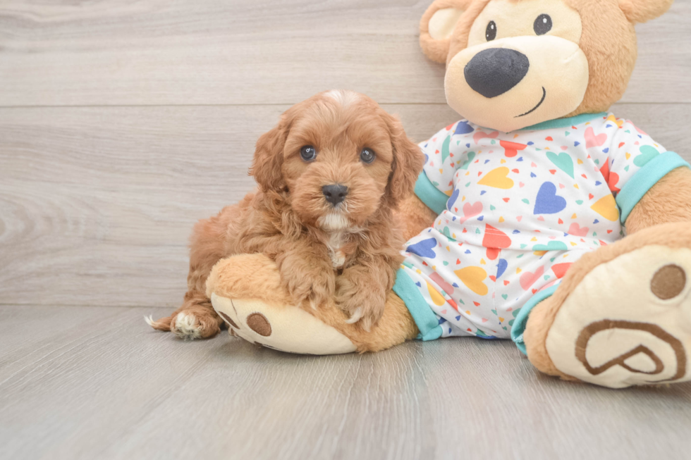 Playful Cavapoodle Poodle Mix Puppy