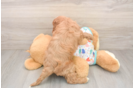 Adorable Cavalier King Charles Spaniel and Poodle Mix Poodle Mix Puppy