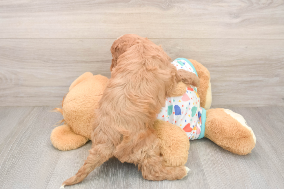 Adorable Cavalier King Charles Spaniel and Poodle Mix Poodle Mix Puppy