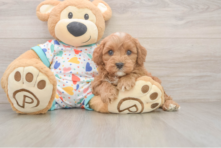 Cavapoo Puppy for Adoption