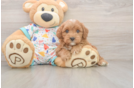 Cavapoo Puppy for Adoption