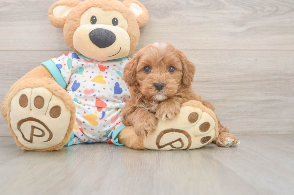 5 week old Cavapoo Puppy For Sale - Premier Pups